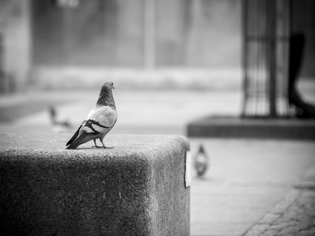 A solitary pigeon stands on a stone ledge in a monochrome urban setting, Poland.